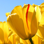 Tulips-150x150