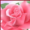 flower_image_1004_1