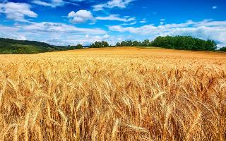 Wheat Field